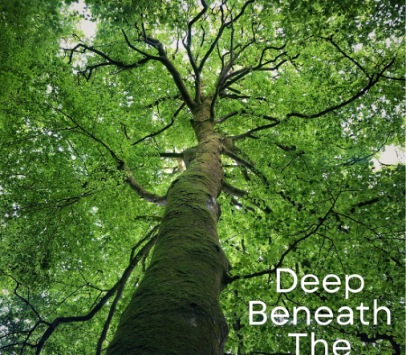 1004amanitagrove-deepbeneaththecanopy