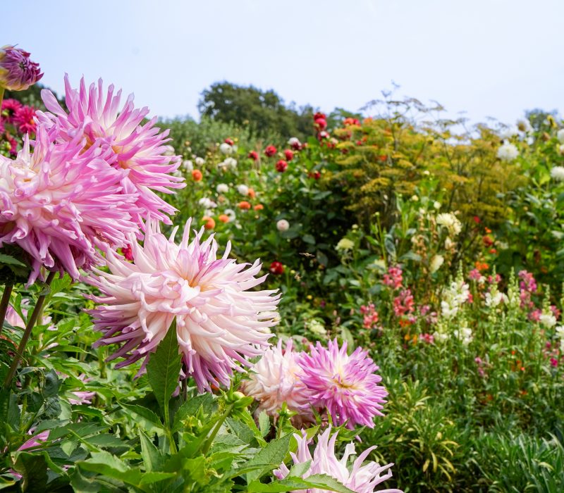 Garden celebrations NTI Katy Anderson