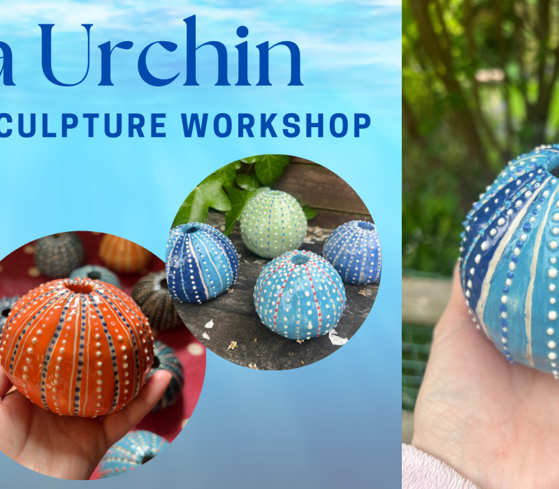 Sea Urchin Pottery