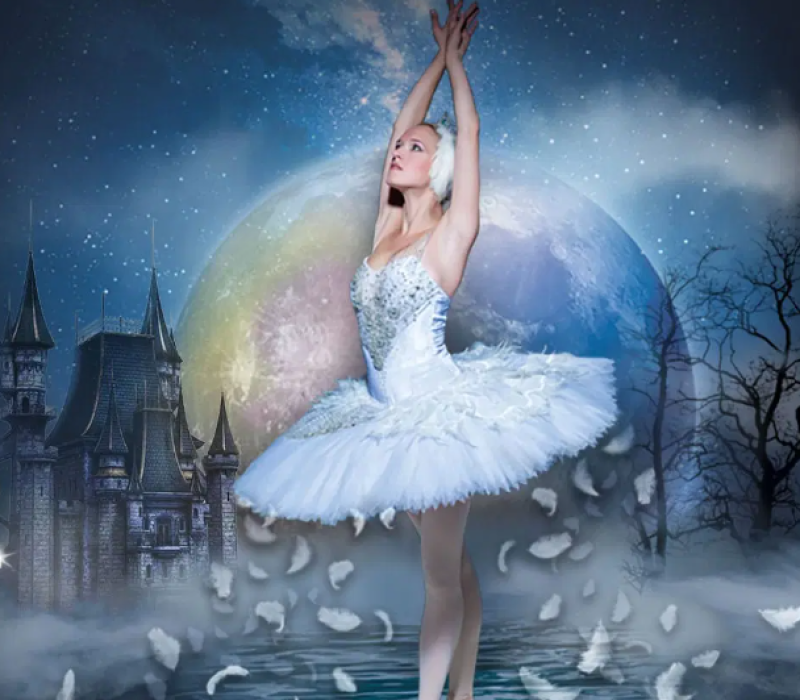 swan 2